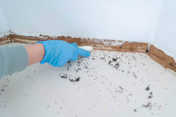 Best Affordable Pest Control Services  in Glendale Heights, IL